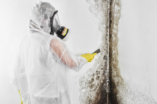 Best Mold Testing and Inspection Services in USA