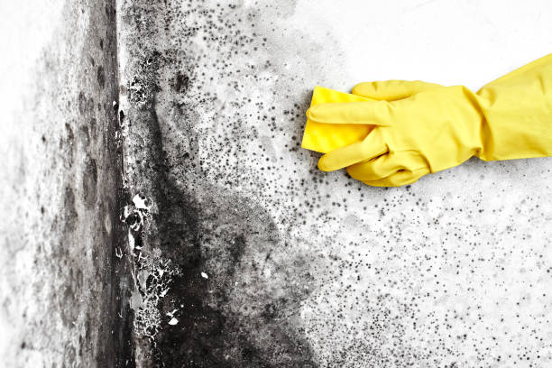 Best Mold Remediation for Specific Building Types in USA